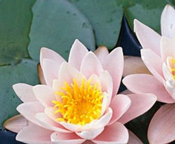 Seerose (Nymphaea 'Marliacea Carnea')
