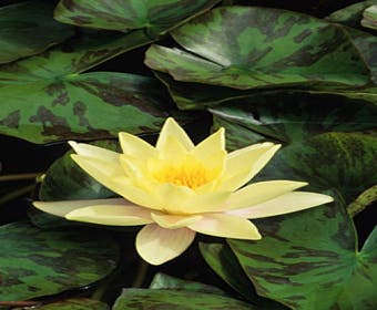 Seerose (Nymphaea 'Marliacea Chromatella')