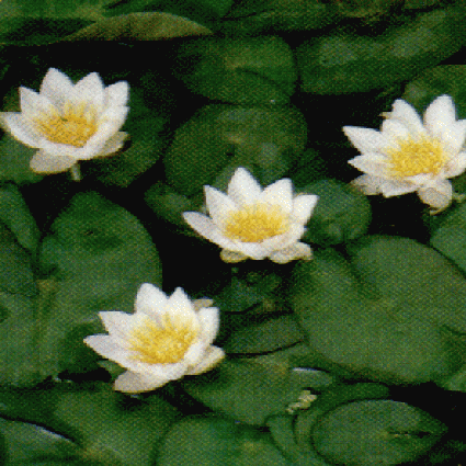 Nymphaea 'Pygmaea Alba'