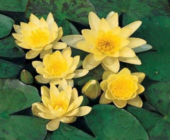 Seerose (Nymphaea 'Sulphurea')
