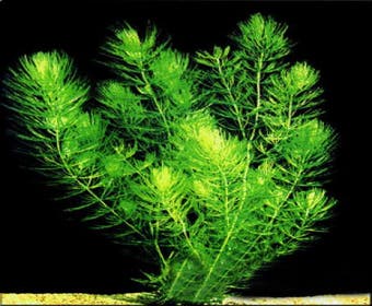 Hornblatt (Ceratophyllum demersum)