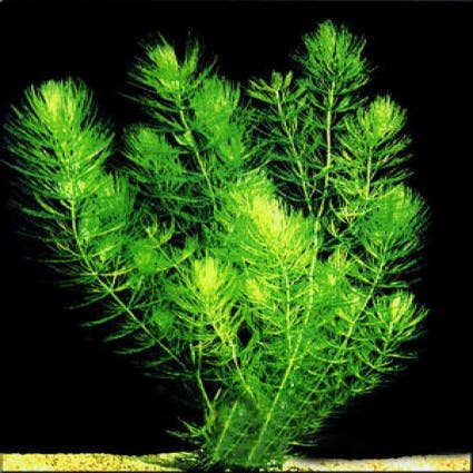 Hornblatt (Ceratophyllum demersum)