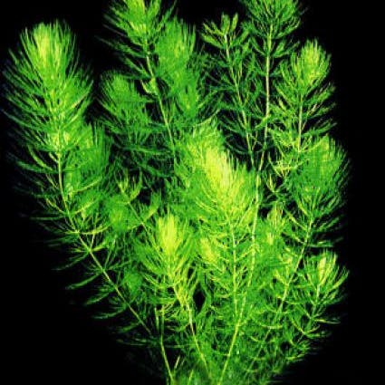 Hornblatt (Ceratophyllum demersum)