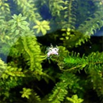 Kanadische Wasserpest (Elodea canadensis)