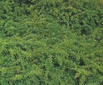 Sauerbeere (Berberis gagnepainii)