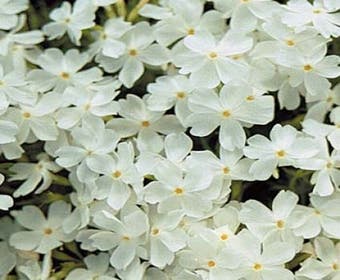 Teppichphlox (Phlox subulata 'White Delight')