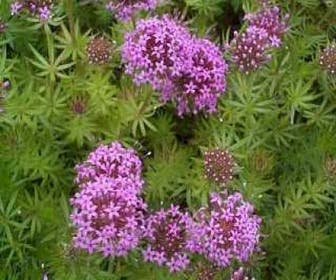 Persische Kreuzblume (Phuopsis stylosa)