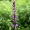 Salbei (Salvia nemorosa 'Caradonna')