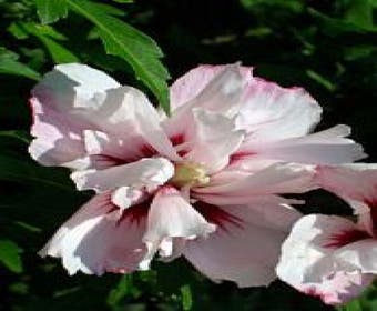 Eibischstrauch (Hibiscus syriacus 'Leopoldii')