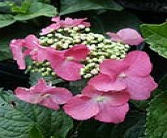 Hortensie (Hydrangea macrophylla 'Teller Red')