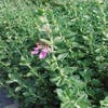 Gamander (Teucrium chamaedrys)