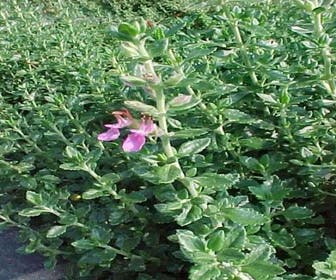 Gamander (Teucrium chamaedrys) BIO