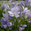 Afrikanische Lilie (Agapanthus 'Peter Pan')
