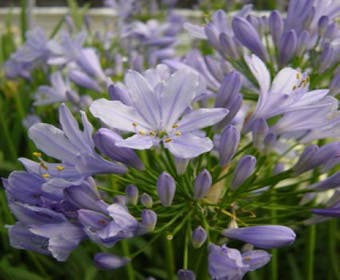 Afrikanische Lilie (Agapanthus 'Peter Pan')