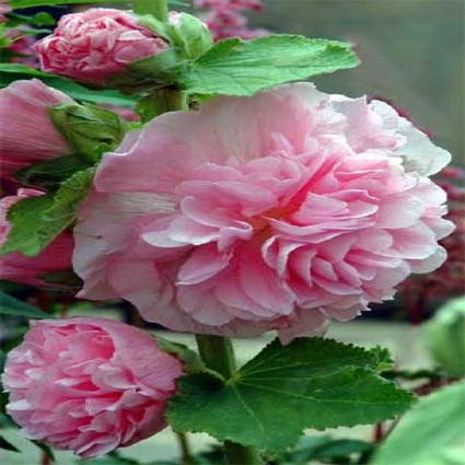 Stockrose (Alcea rosea 'Charters Double Rosa')