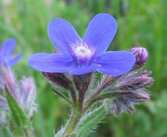 Ochsenzunge (Anchusa azurea)