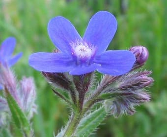 Ochsenzunge (Anchusa azurea)