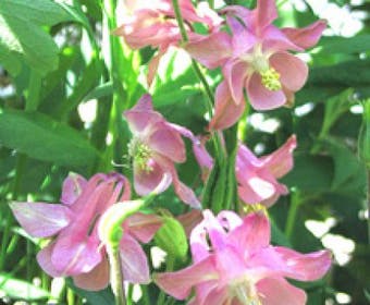 Akelei (Aquilegia vulgaris 'Heidi')