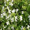 Randblümchen/Reisbrei (Arabis procurrens 'Glacier')