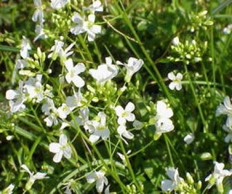 Randblümchen/Reisbrei (Arabis procurrens 'Glacier')