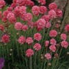 Englisches Gras (Armeria maritima 'Rosea')