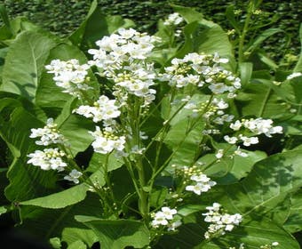 Meerrettich (Armoracia rusticana)