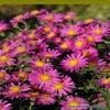 Aster (Aster 'Alice Haslam')