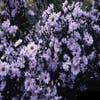 Aster (Aster novi-belgii 'Porzellan')