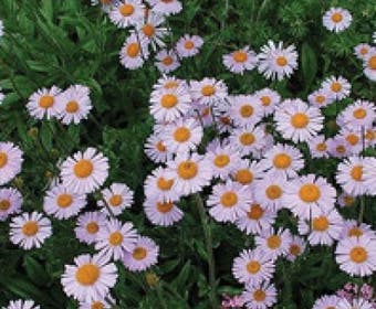 Aster (Aster tongolensis 'Wartburgstern')