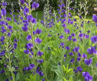 Falscher Indigo (Baptisia australis)
