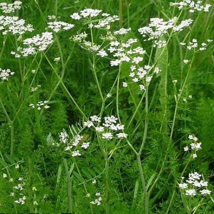 Carum carvi (Karwij/komijn)