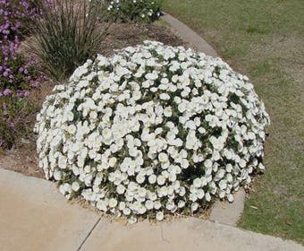 Silberwinde (Convolvulus cneorum)