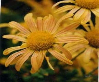 Herbstchrysantheme 'Mary Stoker'
