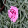 Grasanjer (Dianthus 'Maggie')