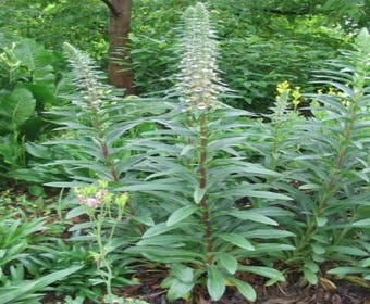 Vingerhut (Digitalis lanata)