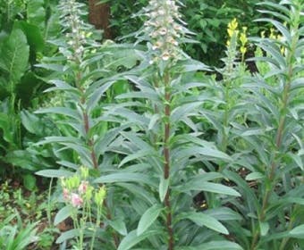 Vingerhut (Digitalis lanata)