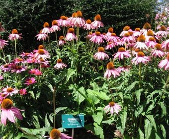 Zonnehoed (Echinacea purpurea)