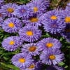 Blauer Strauß (Erigeron 'Azure Beauty')