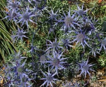Blaue Distel (Eryngium bourgatii)