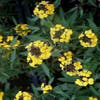 Mauernblume (Erysimum 'Yellow Bird')