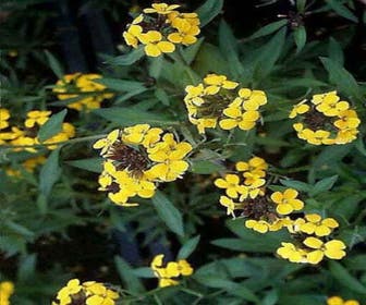 Mauernblume (Erysimum 'Yellow Bird')