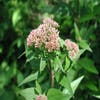 Leverkraut (Eupatorium cannabinum)
