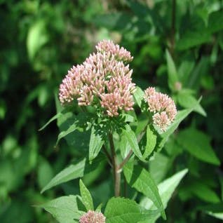 Leverkraut (Eupatorium cannabinum)