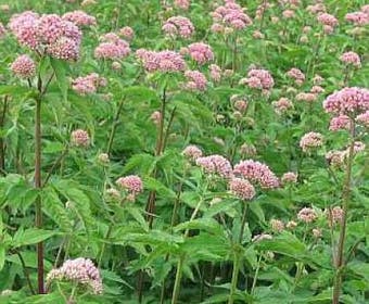 Leverkraut (Eupatorium cannabinum 'Plenum')