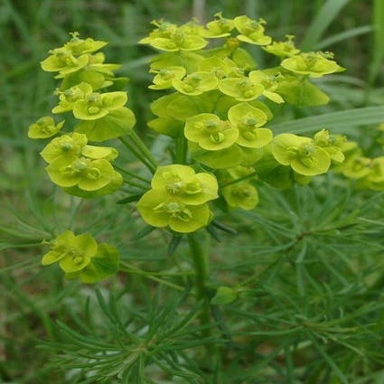 Wolfsmilch (Euphorbia cyparissias)