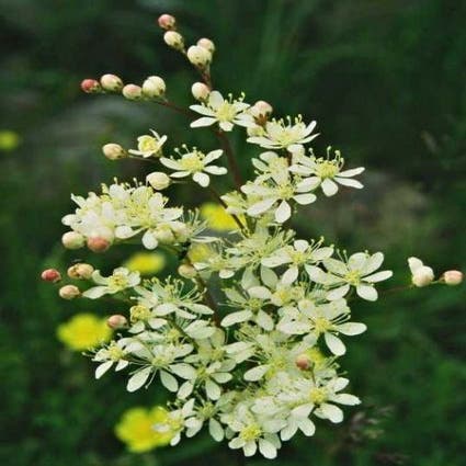 Filipendula vulgaris