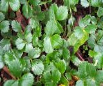 Erdbeere (Fragaria chiloensis 'Chaval')