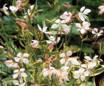 Prachtkerze Lindheimerskerze (Gaura lindheimeri 'Corrie's Gold')