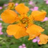 Nagelkraut (Geum 'Prinses Juliana')