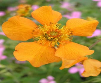Nagelkraut (Geum 'Prinses Juliana')